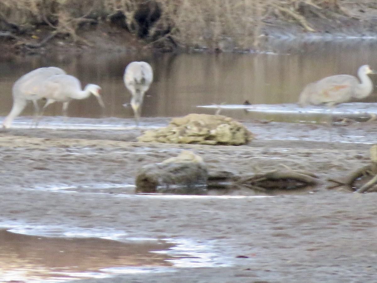Sandhill Crane - ML645992093