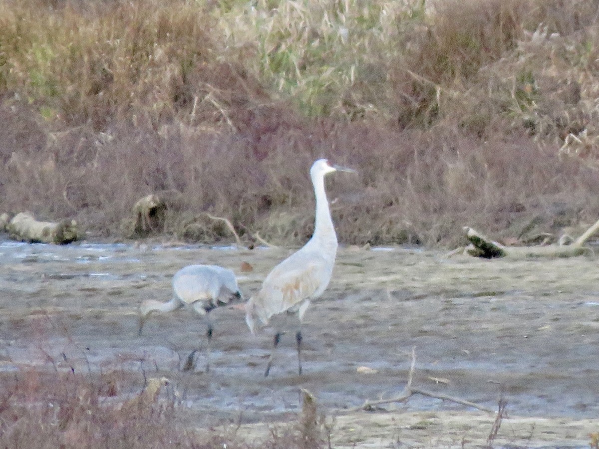 Sandhill Crane - ML645992094