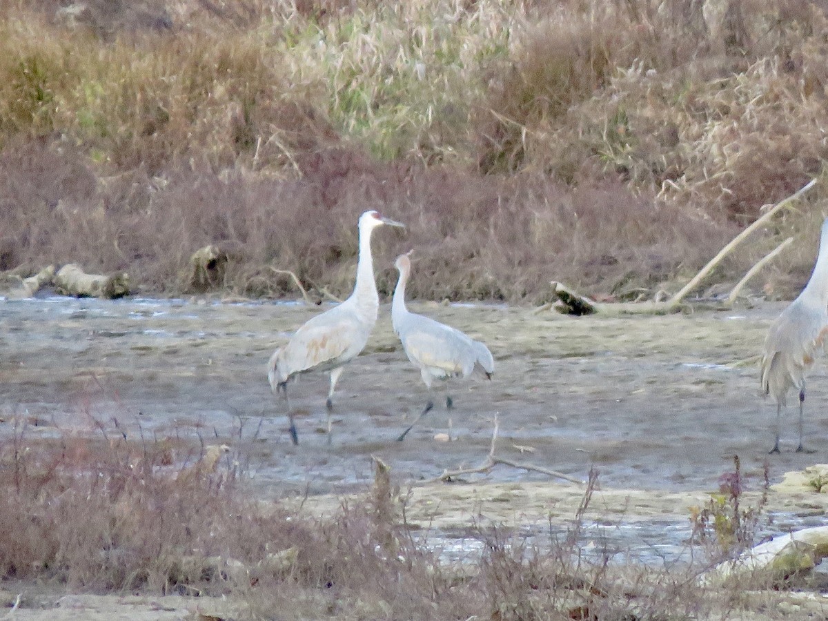 Sandhill Crane - ML645992095