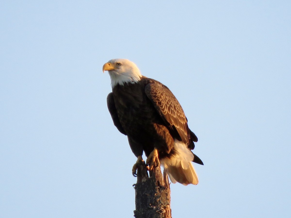 Bald Eagle - ML645992097