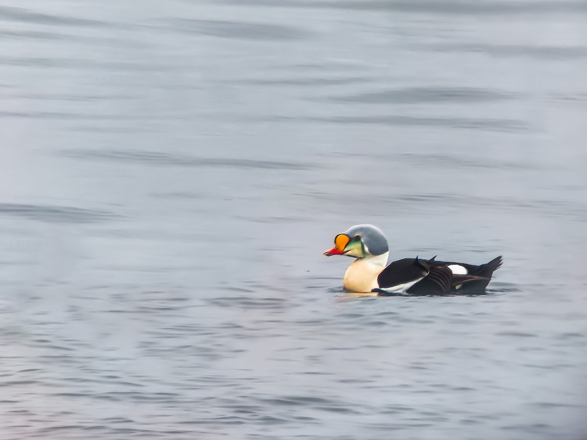 King Eider - ML645992098