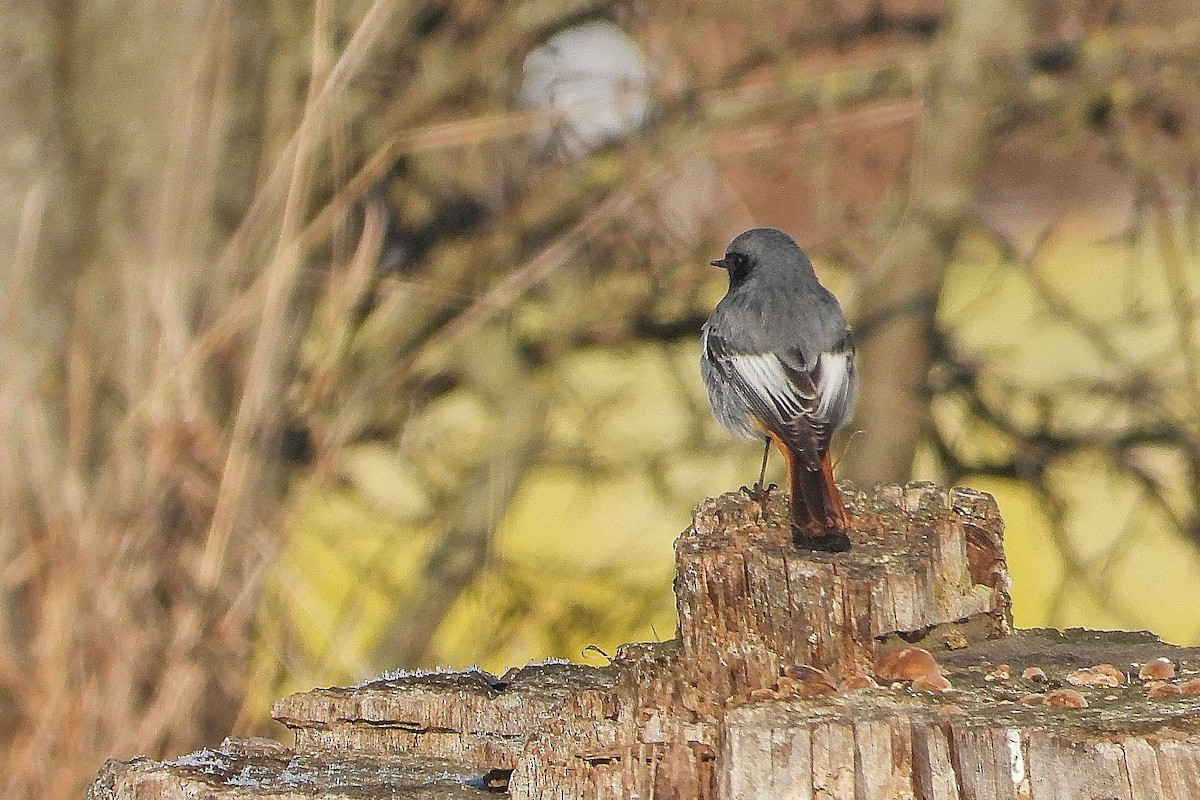 Black Redstart - ML645992101
