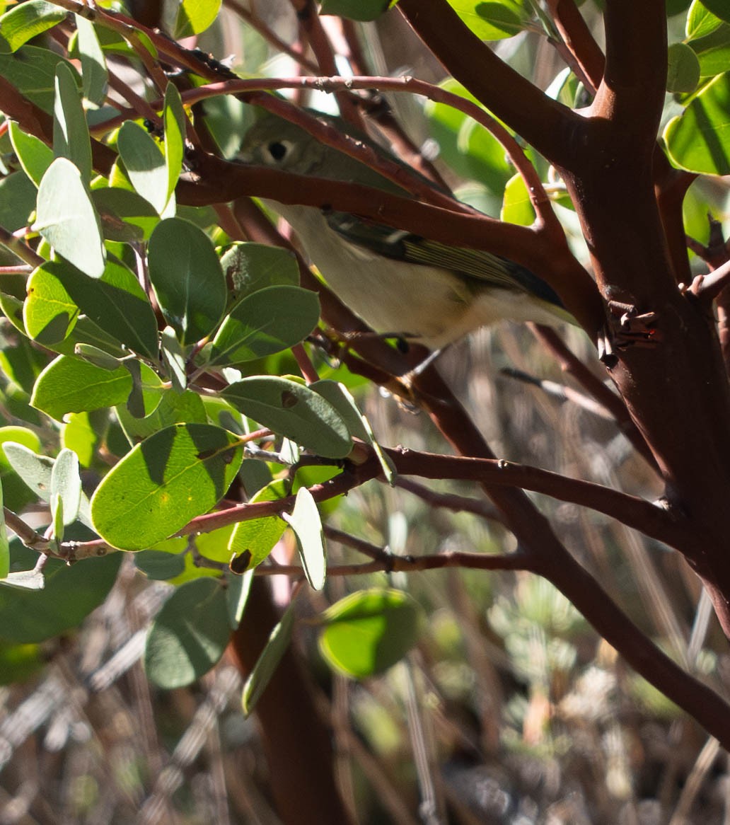 White-crowned Sparrow - ML645992103
