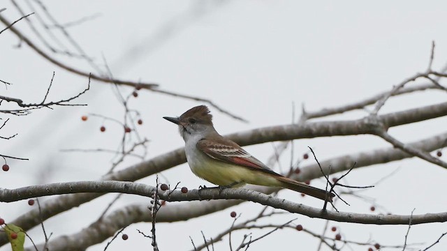 Ash-throated Flycatcher - ML645992106
