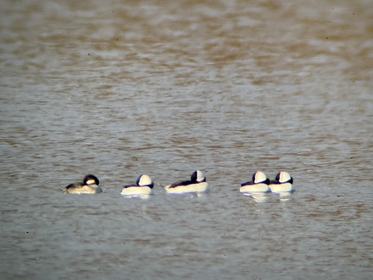 Petit Garrot - ML645992107