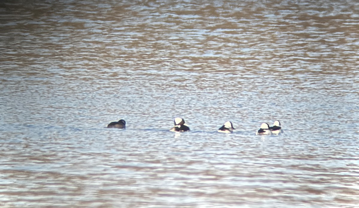 Petit Garrot - ML645992108