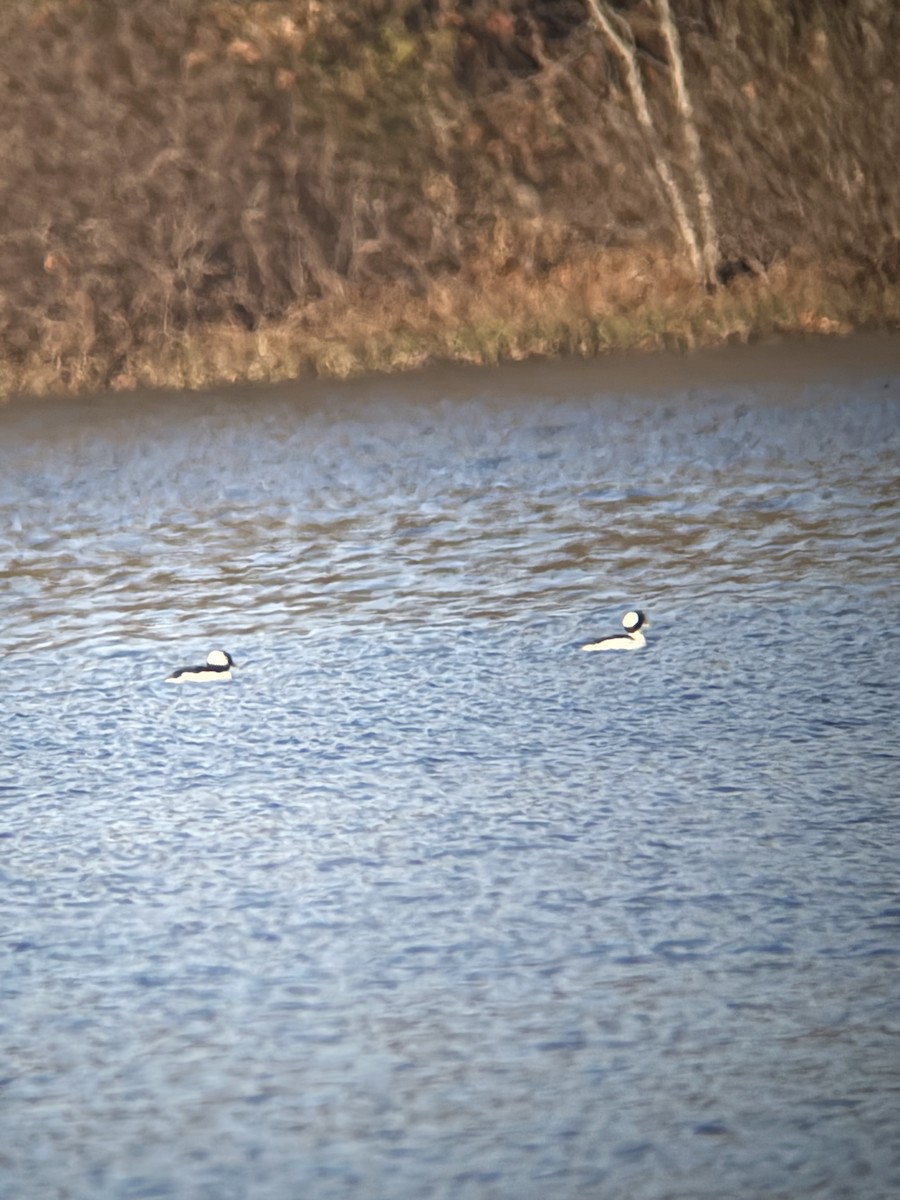 Petit Garrot - ML645992109