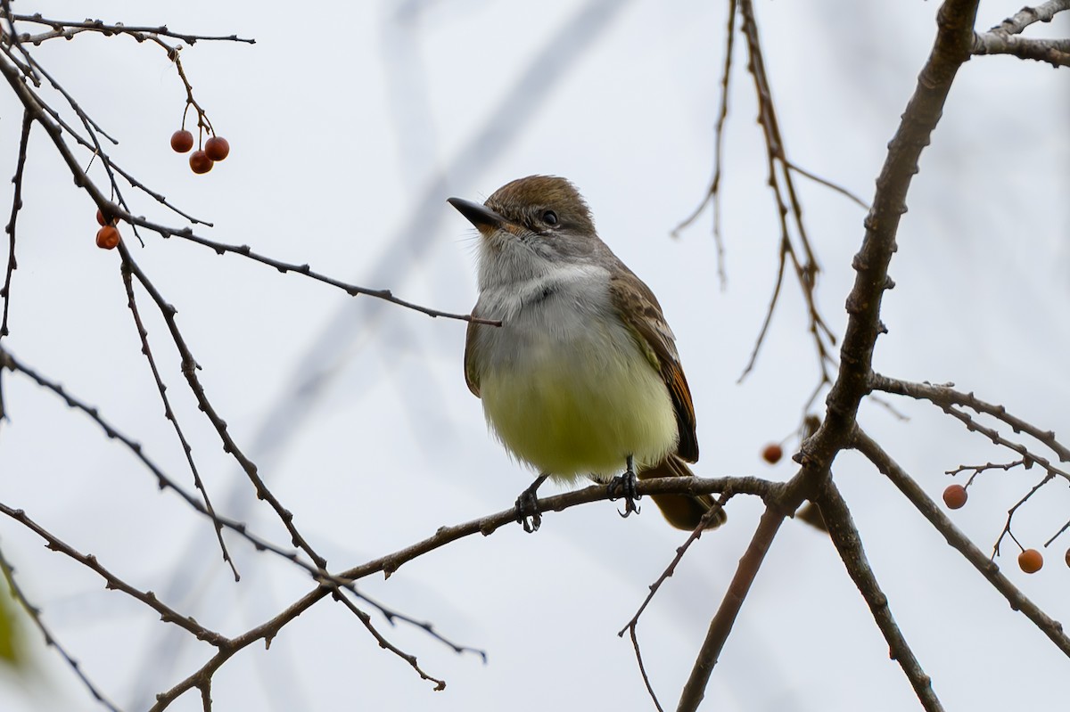 Ash-throated Flycatcher - ML645992110