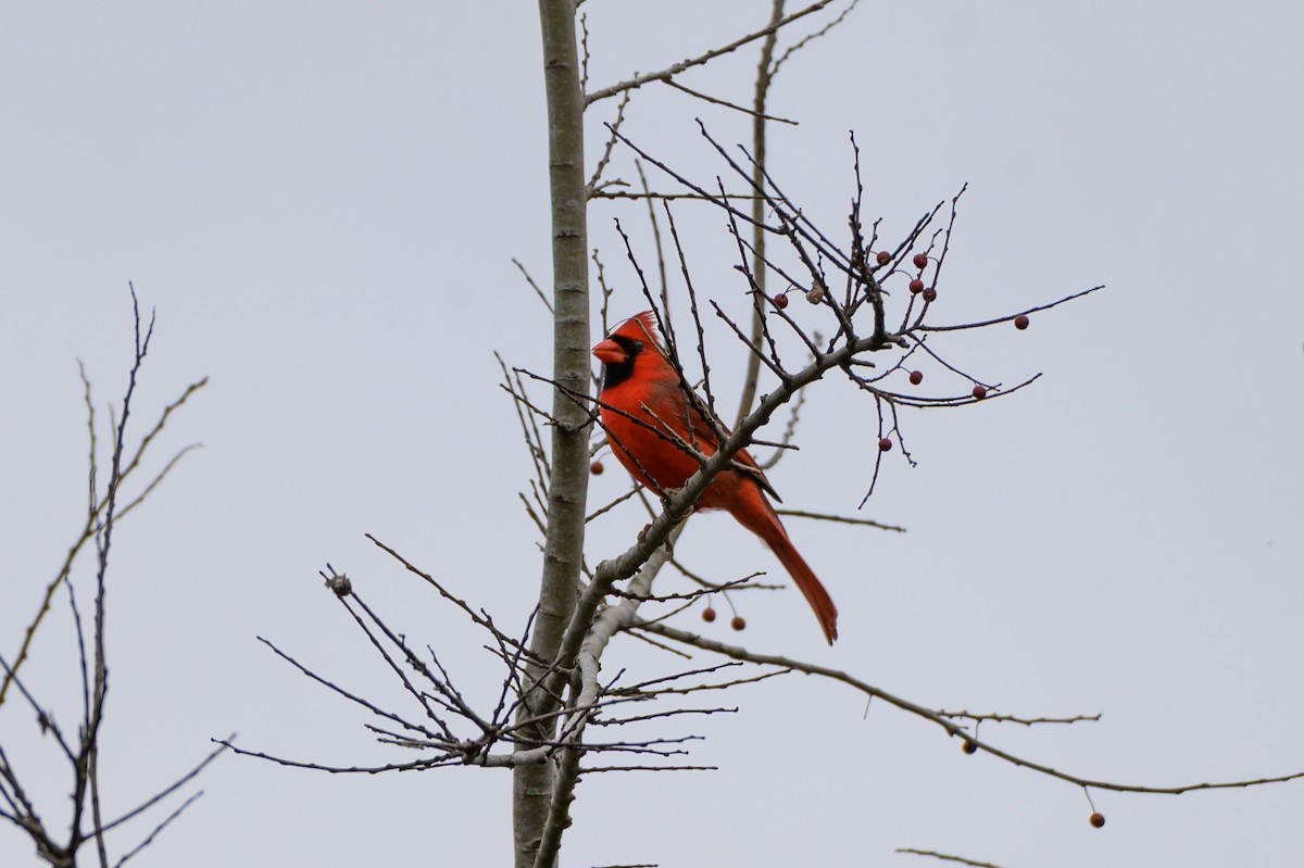 ショウジョウコウカンチョウ - ML645992111