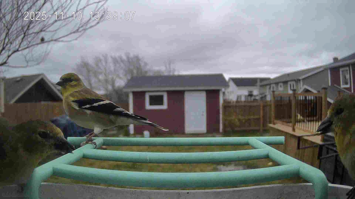 American Goldfinch - ML645992114