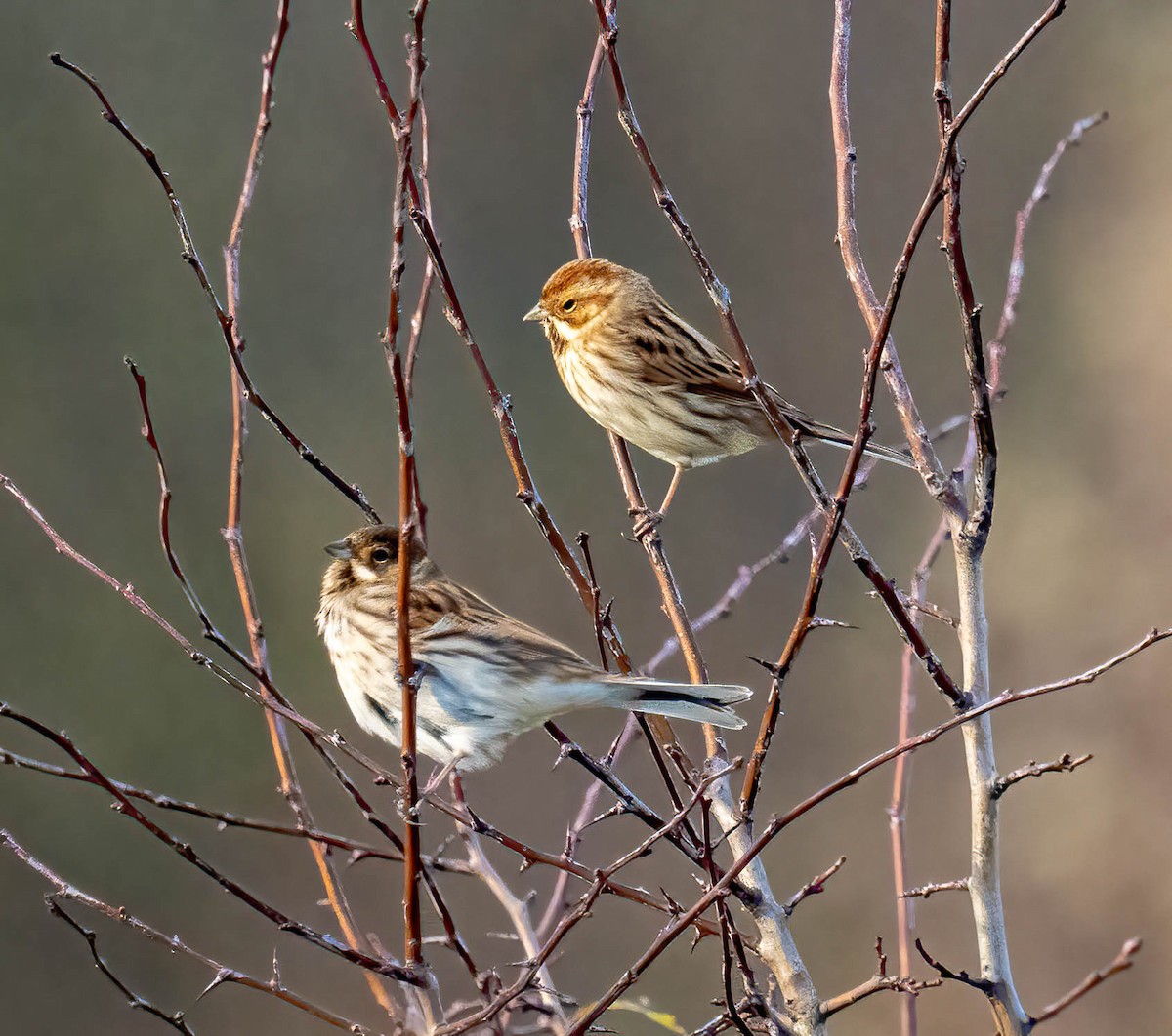 Bruant des roseaux - ML645992115
