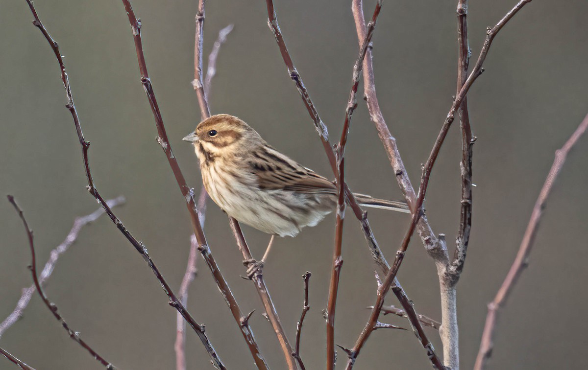 Bruant des roseaux - ML645992116