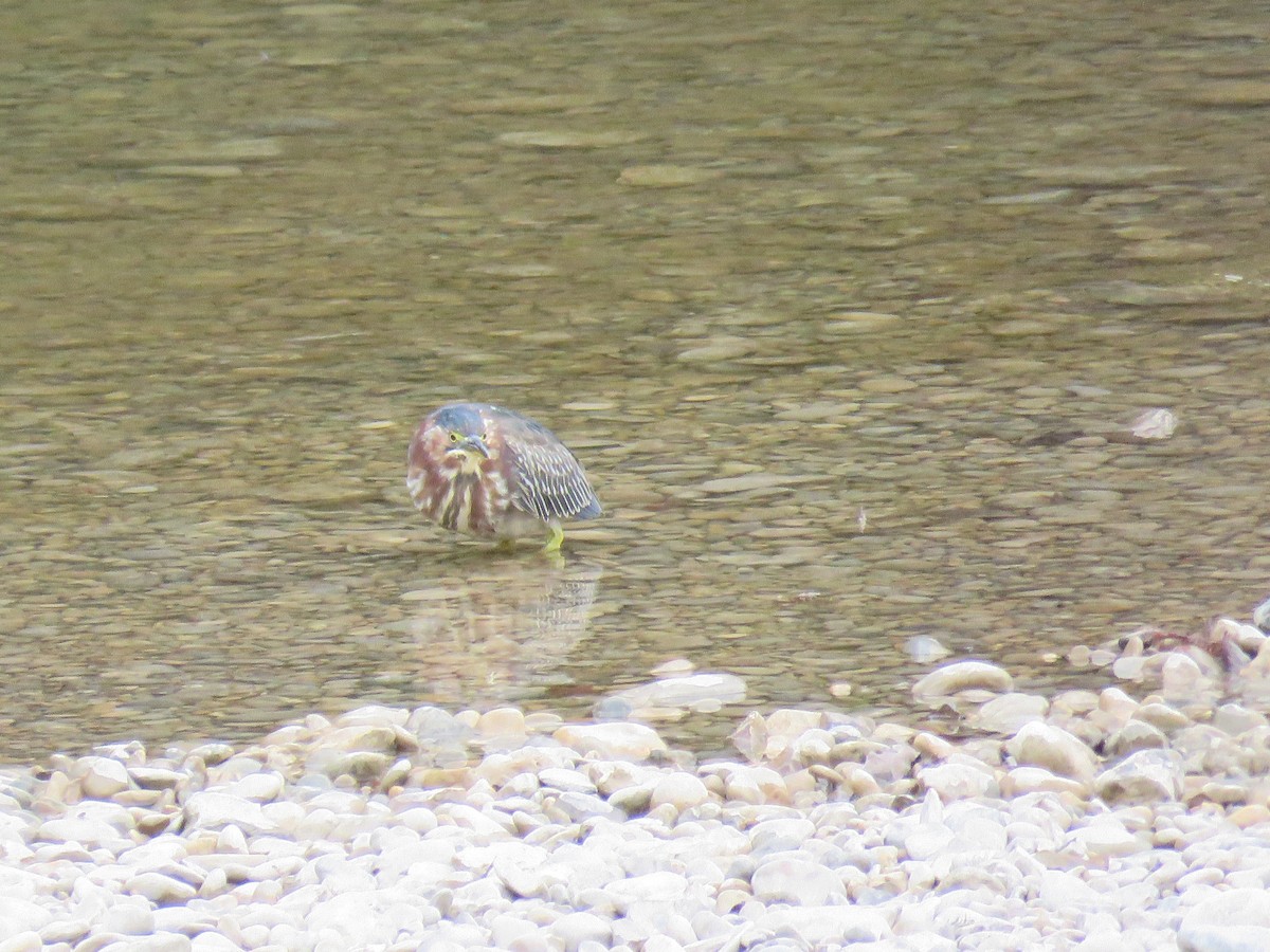 volavka zelenavá - ML645992117