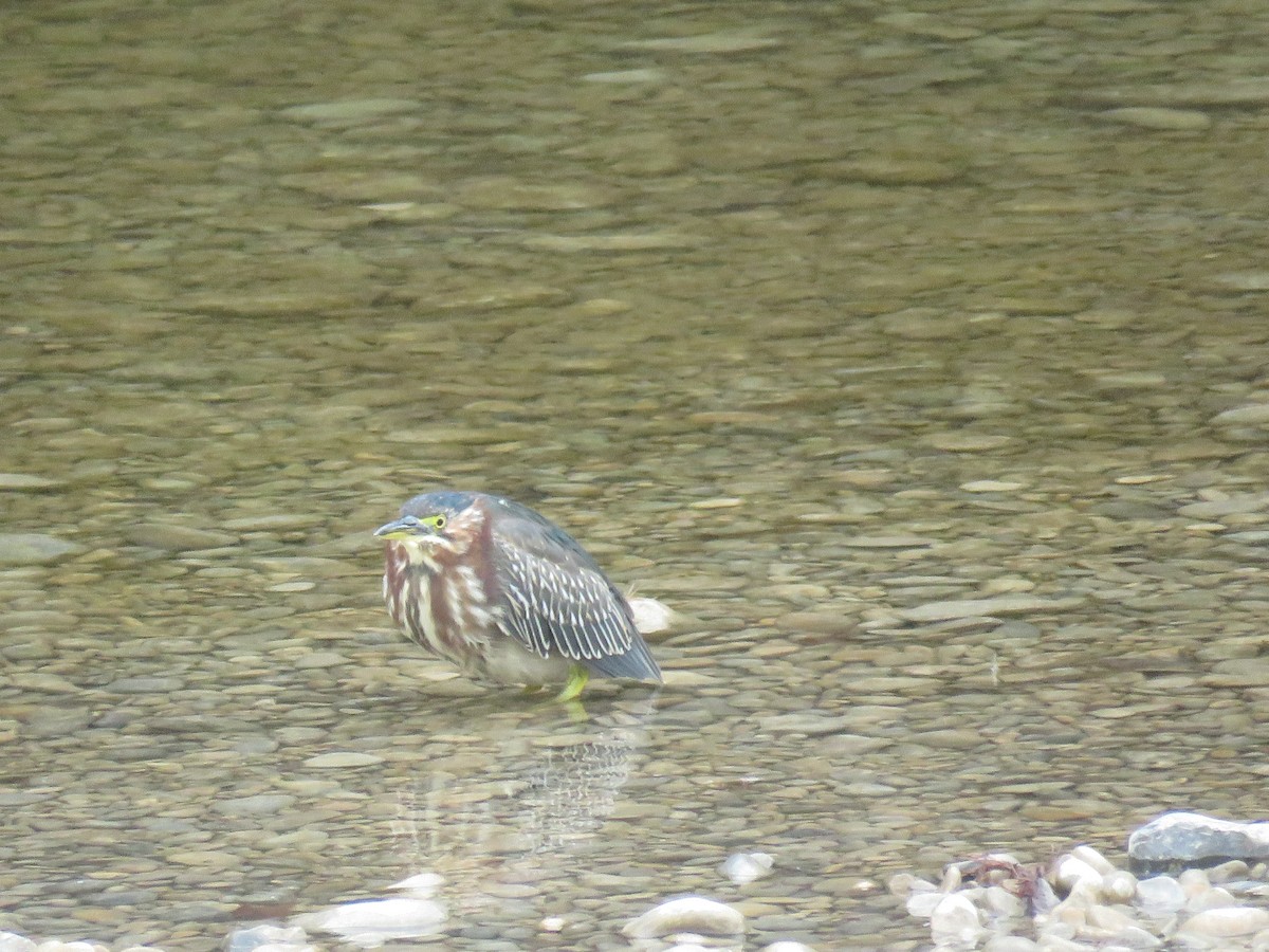 volavka zelenavá - ML645992118