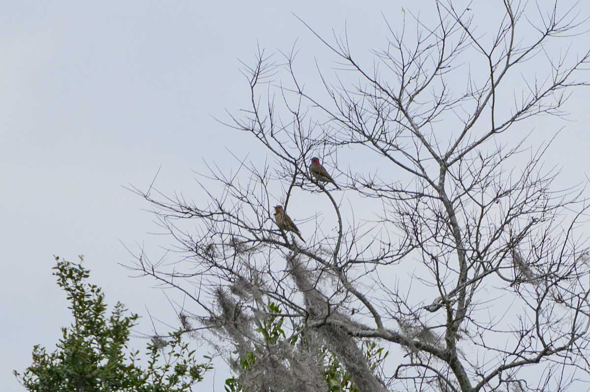 Northern Flicker - ML645992119