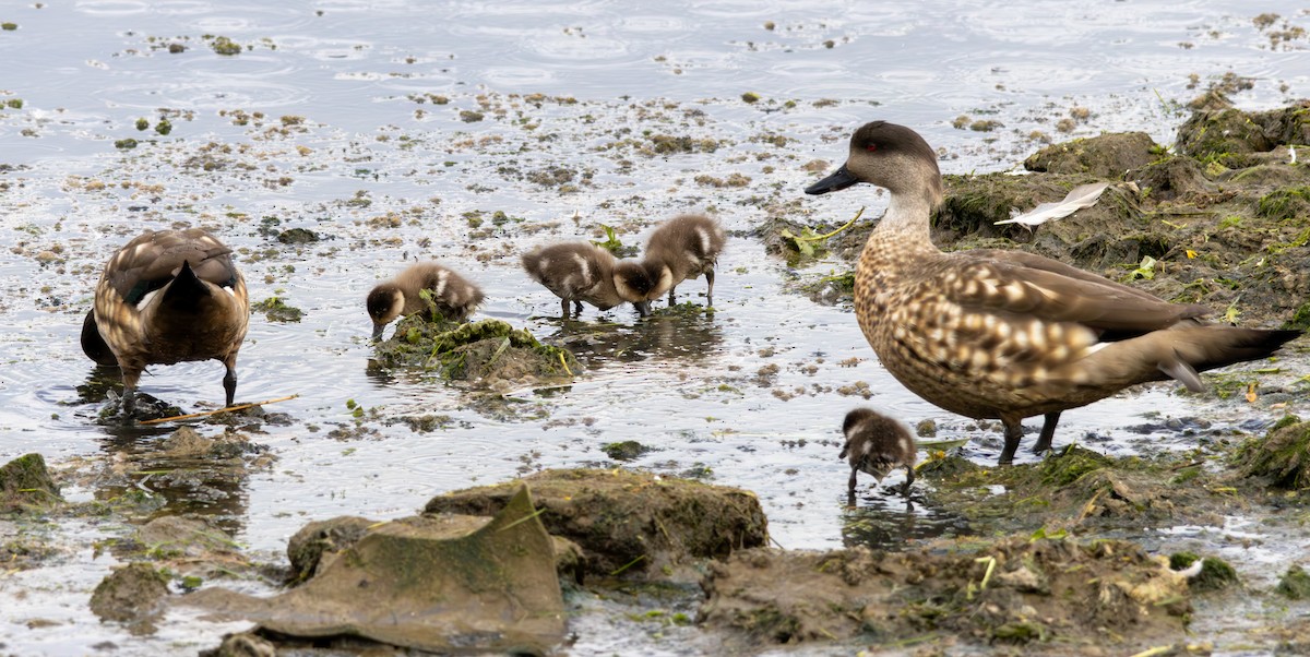 Crested Duck - ML645992121