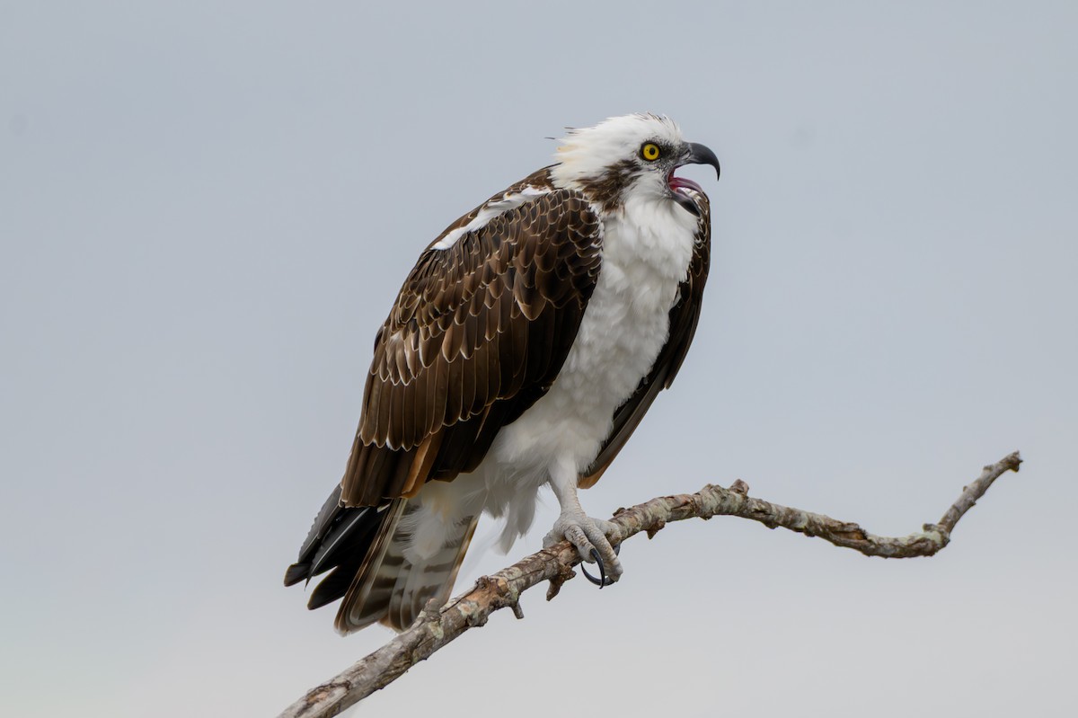 Osprey - ML645992123