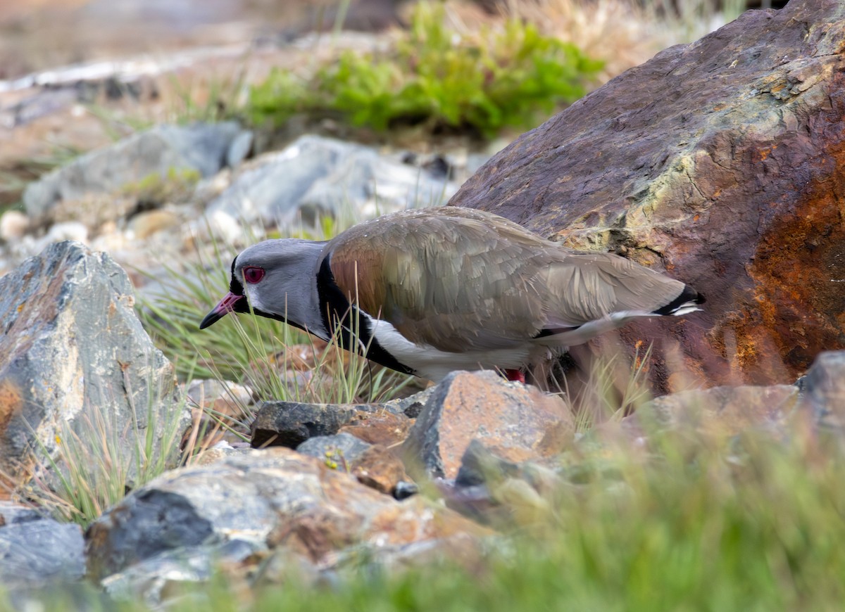 Southern Lapwing - ML645992124