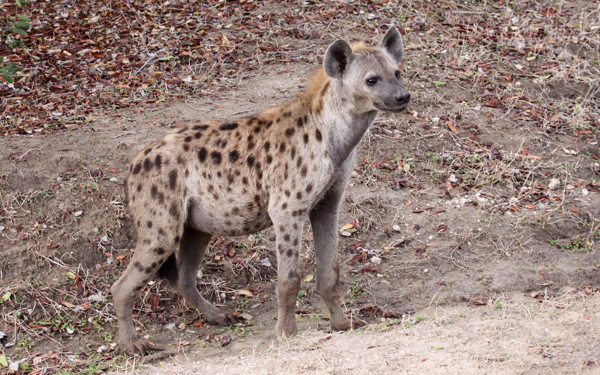 Spotted Hyena - ML645992125