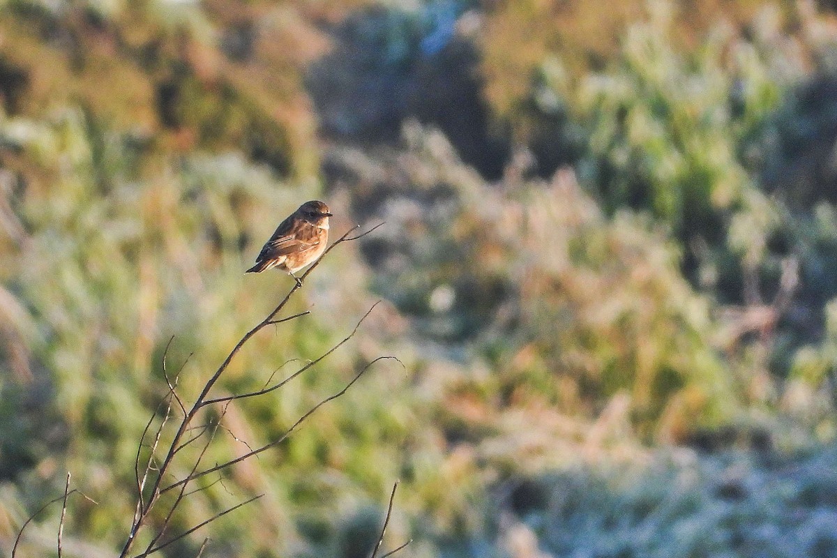 European Stonechat - ML645992126