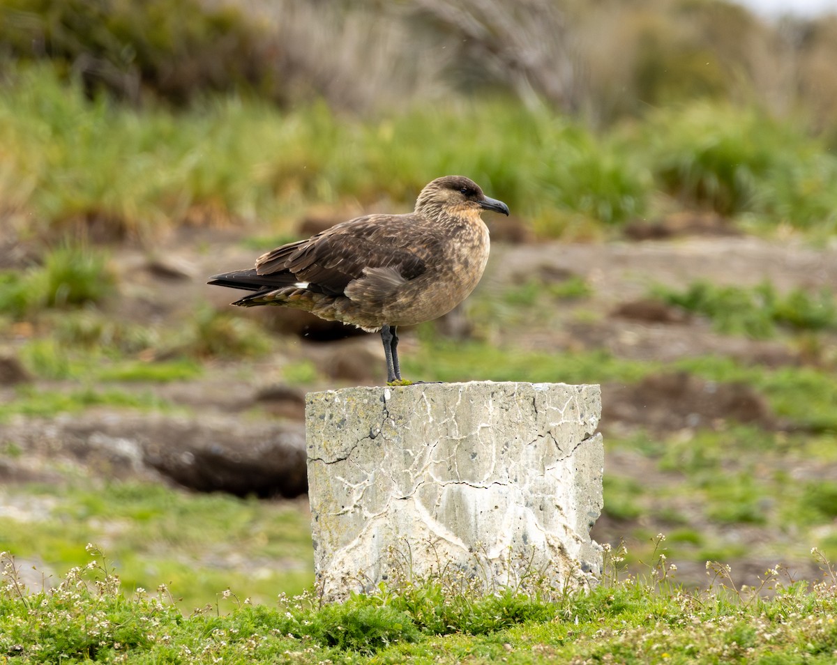 Chilean Skua - ML645992128