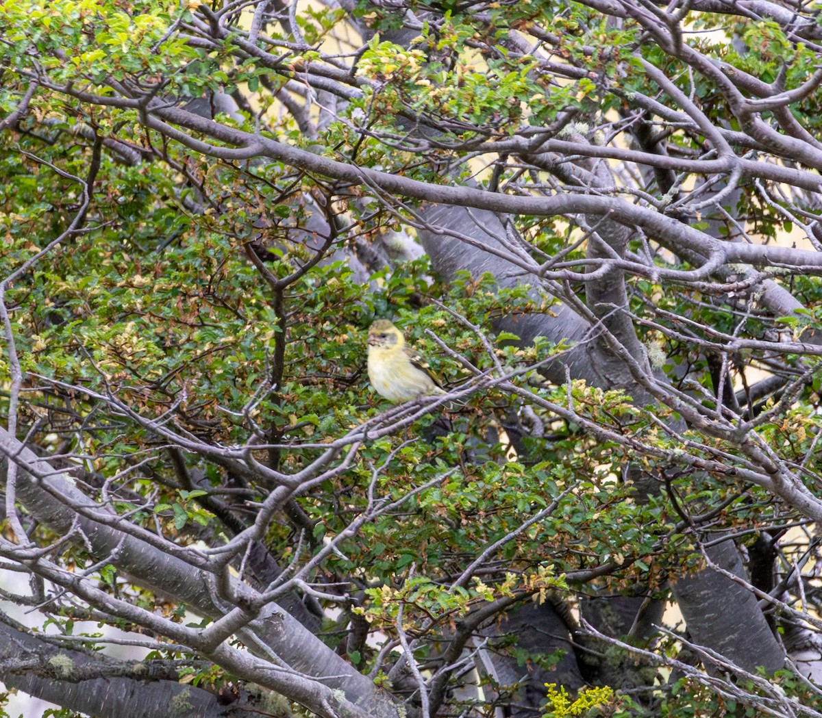Tarin à menton noir - ML645992129