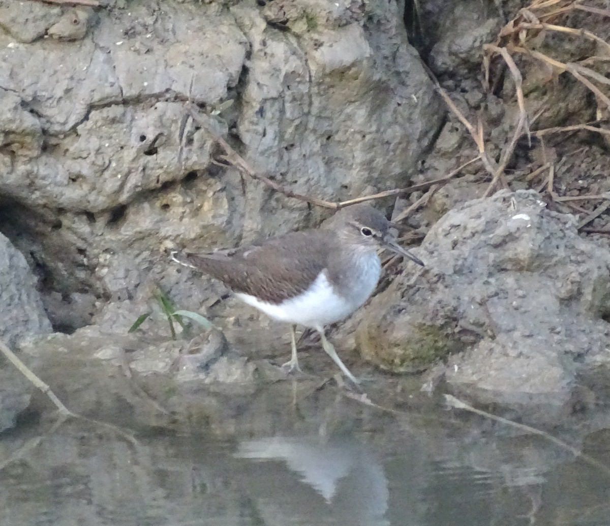 Chevalier guignette - ML645992130