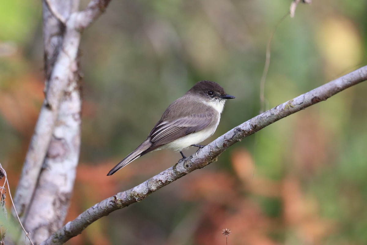 Eastern Phoebe - ML645992131