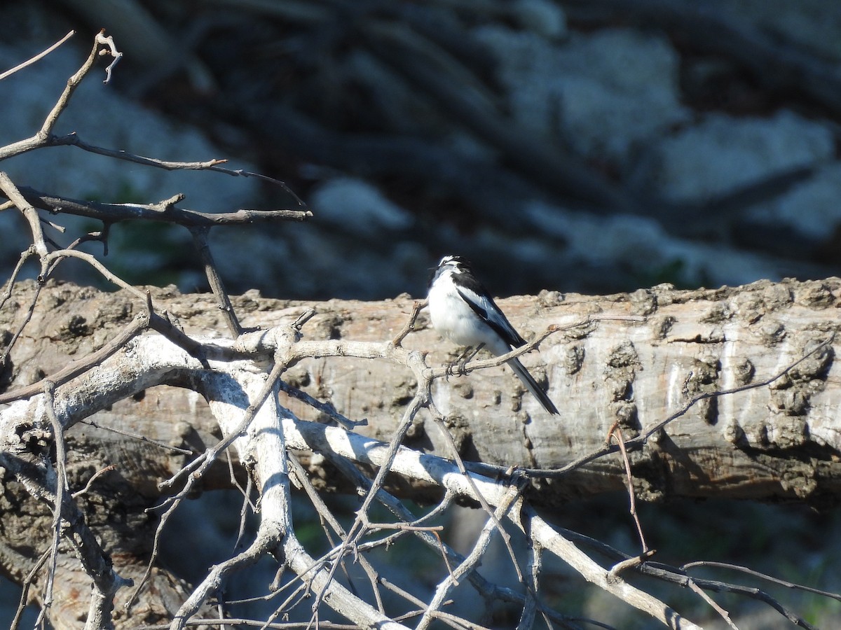 Bergeronnette pie - ML645992133