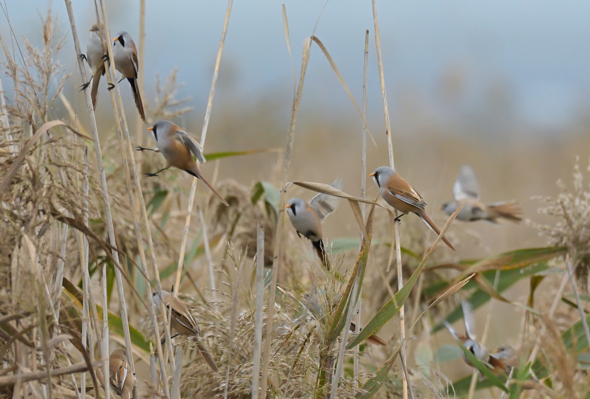 Panure à moustaches - ML645992136