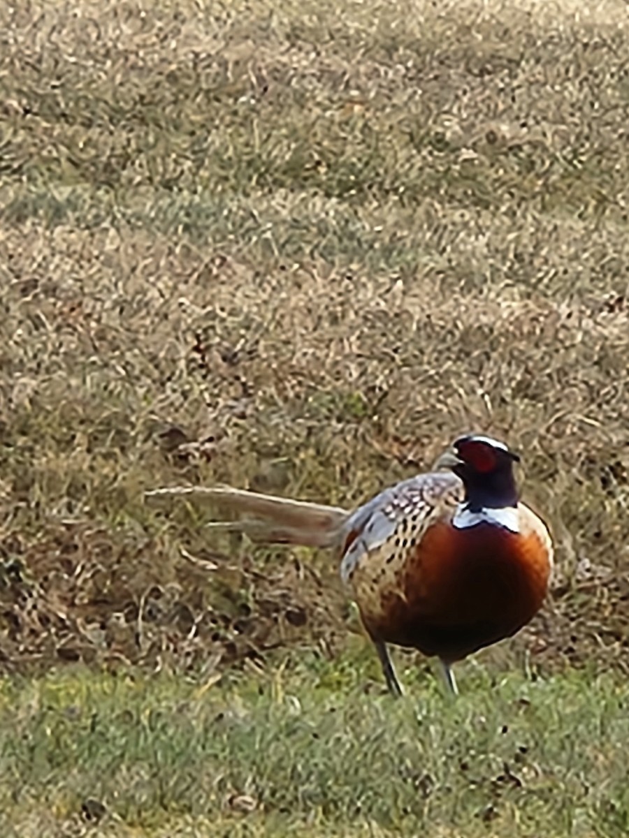 Faisan de Colchide - ML645992145