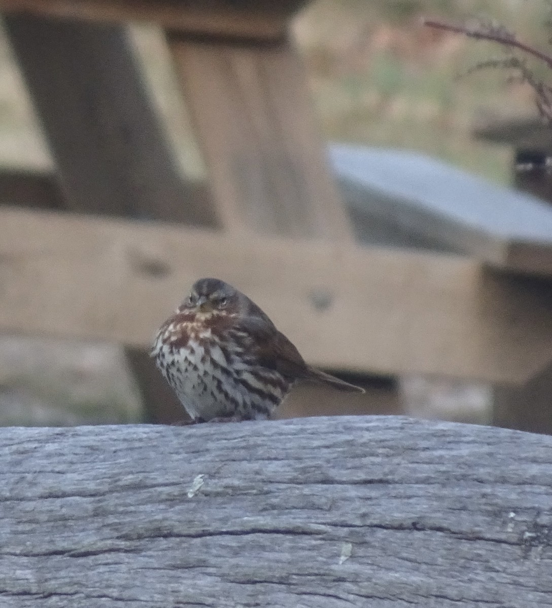 Bruant fauve - ML645992146