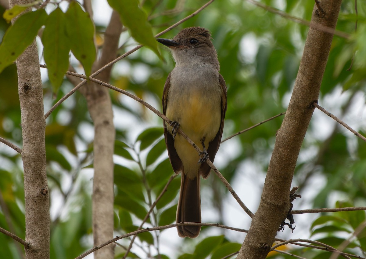 Tyran de Wied - ML645992147