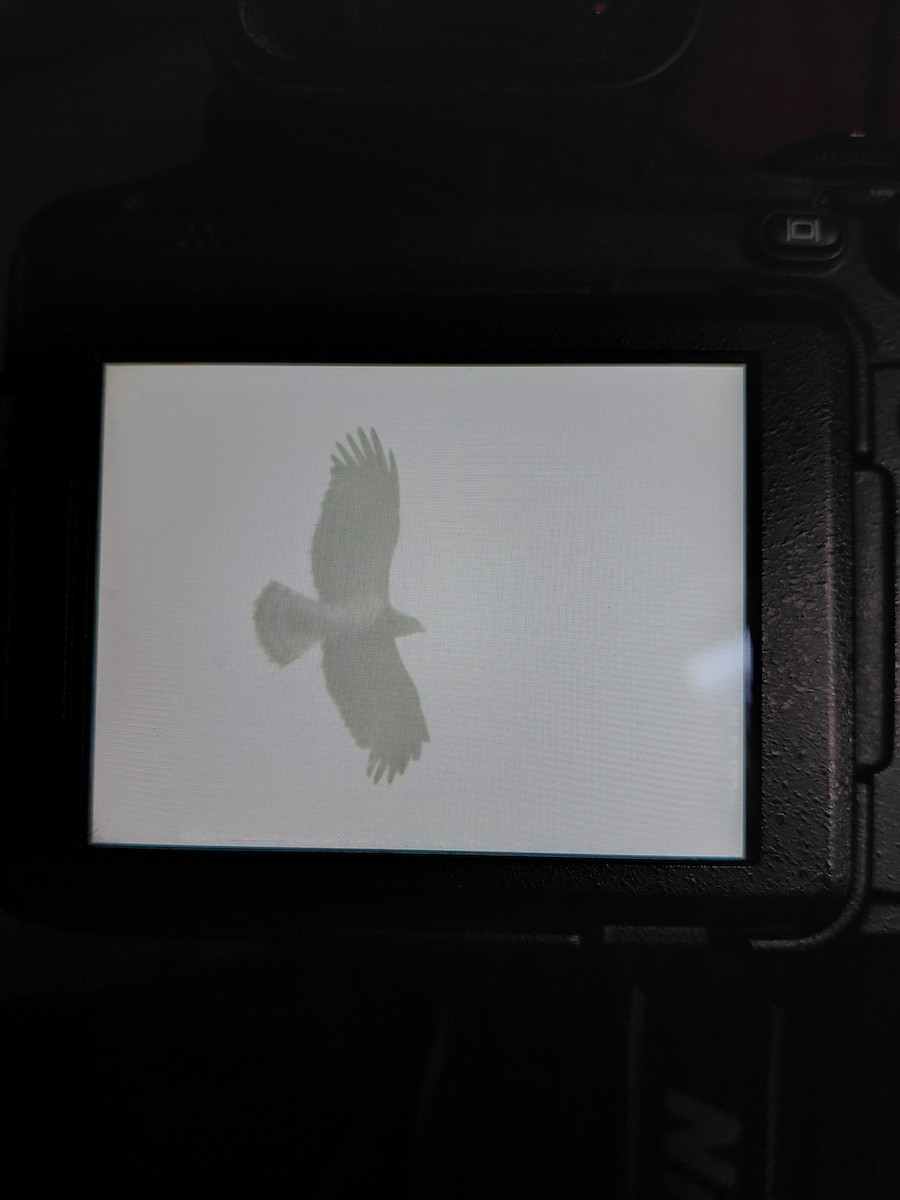 orlík krátkoprstý - ML645992149