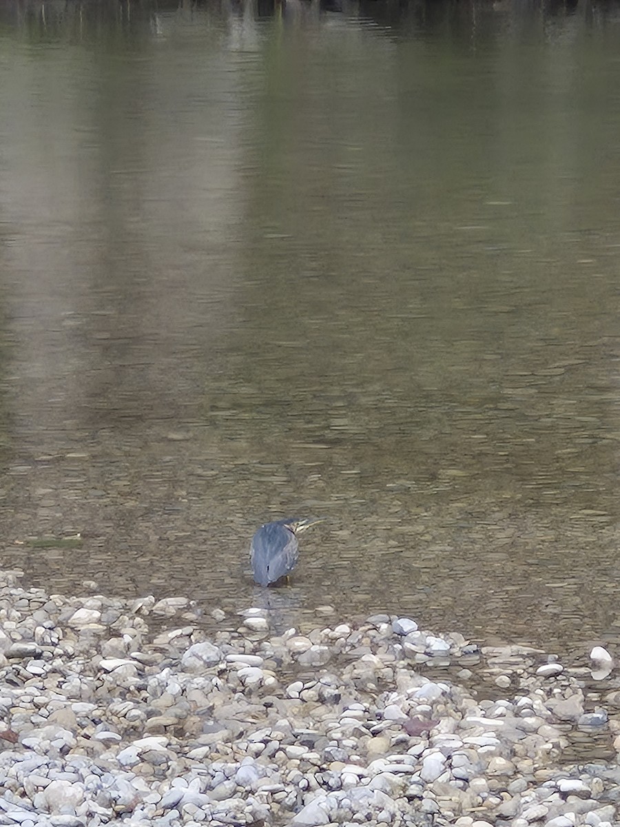 Héron vert - ML645992151