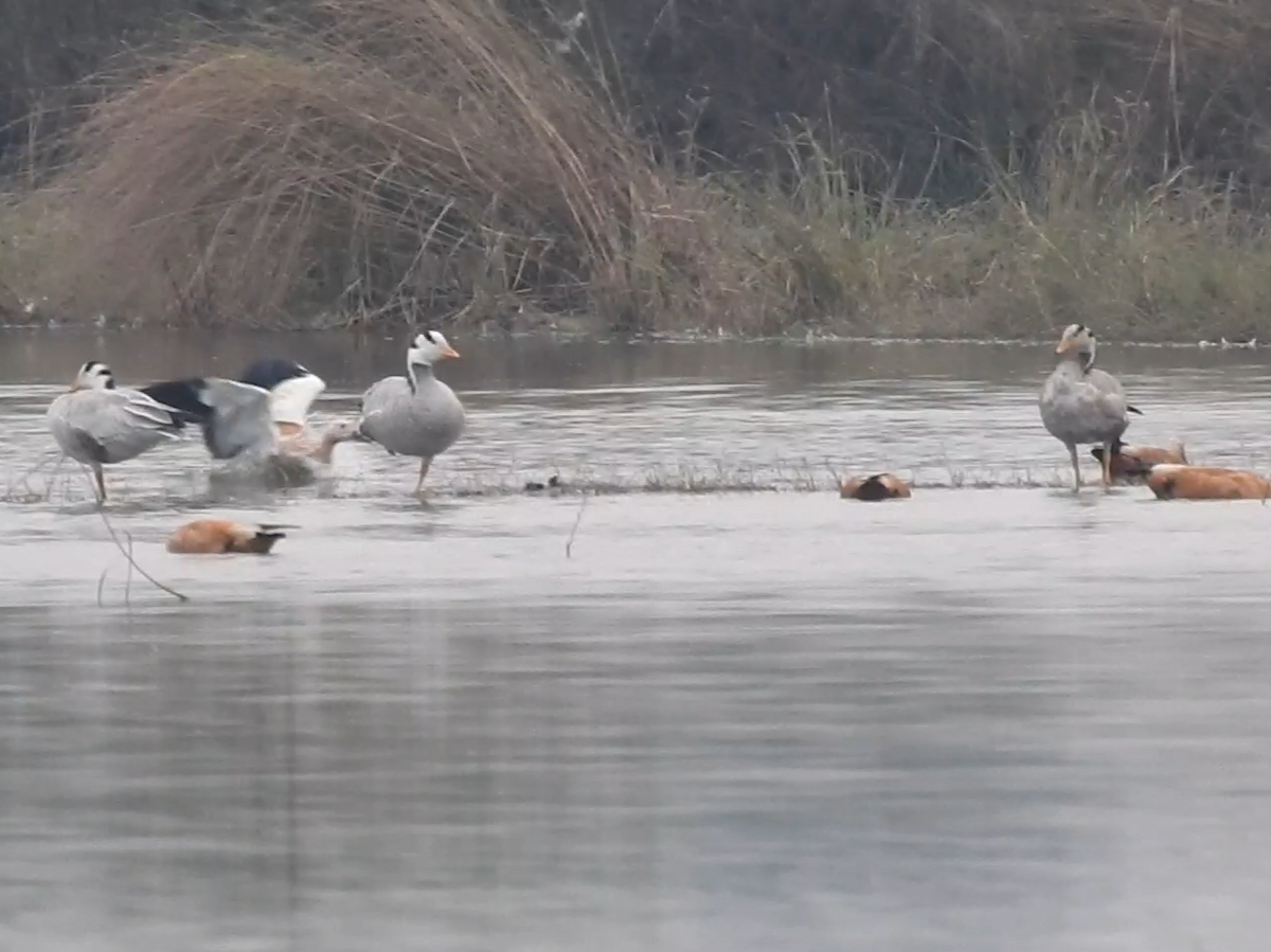 Oie à tête barrée - ML645992152