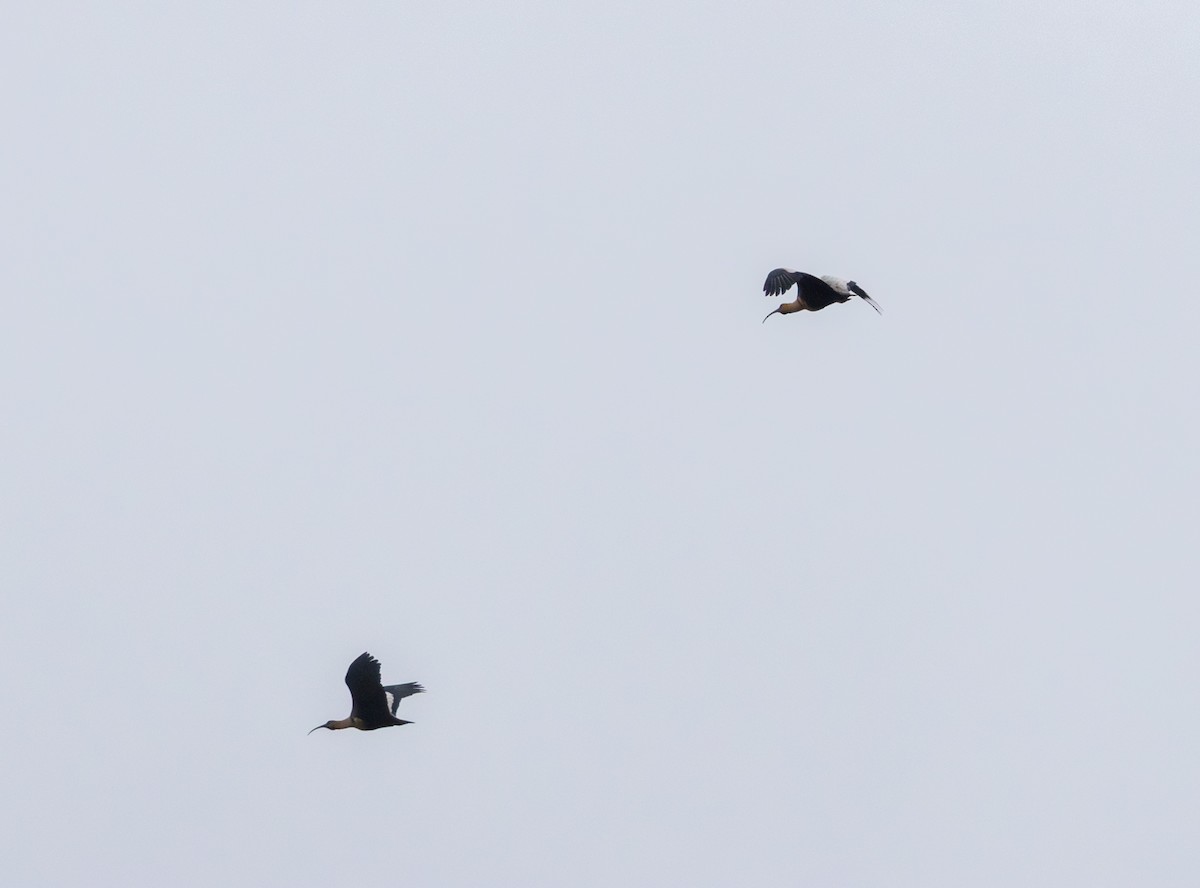 Ibis à face noire - ML645992153