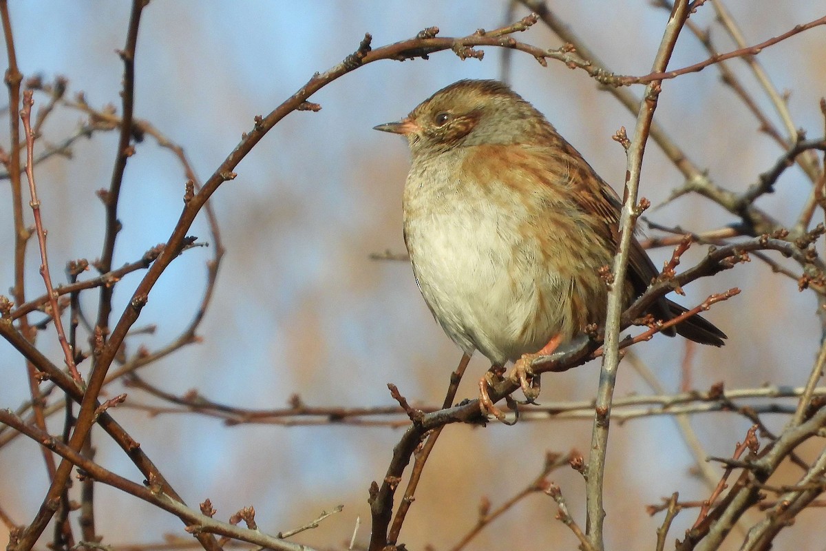 Accenteur mouchet - ML645992154