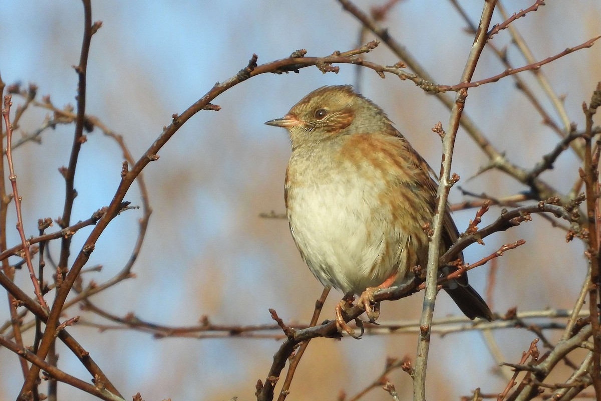 Accenteur mouchet - ML645992155