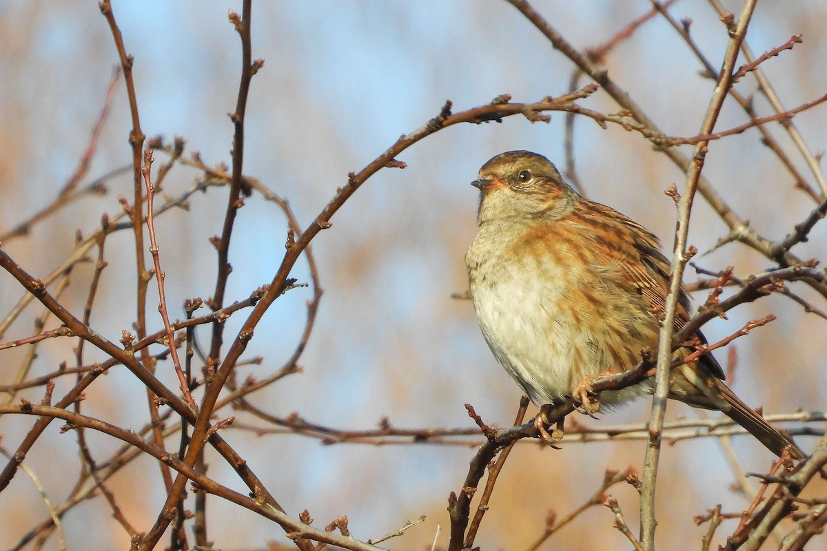 Accenteur mouchet - ML645992156