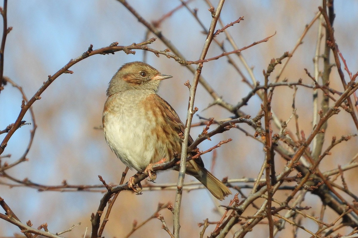 Accenteur mouchet - ML645992157