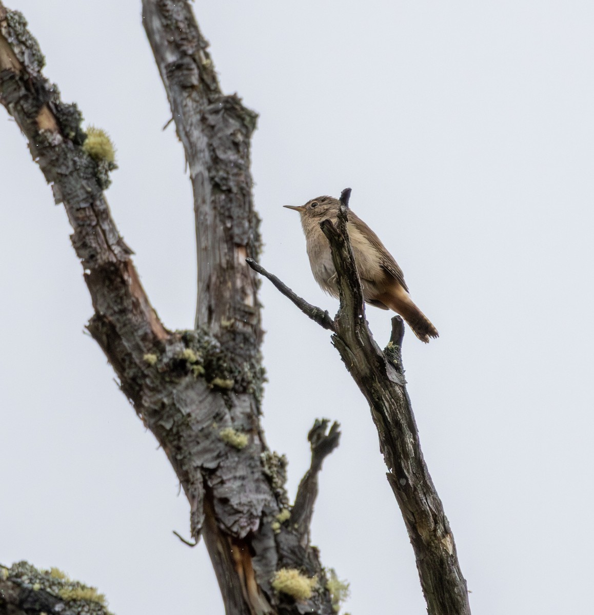 Southern House Wren - ML645992160
