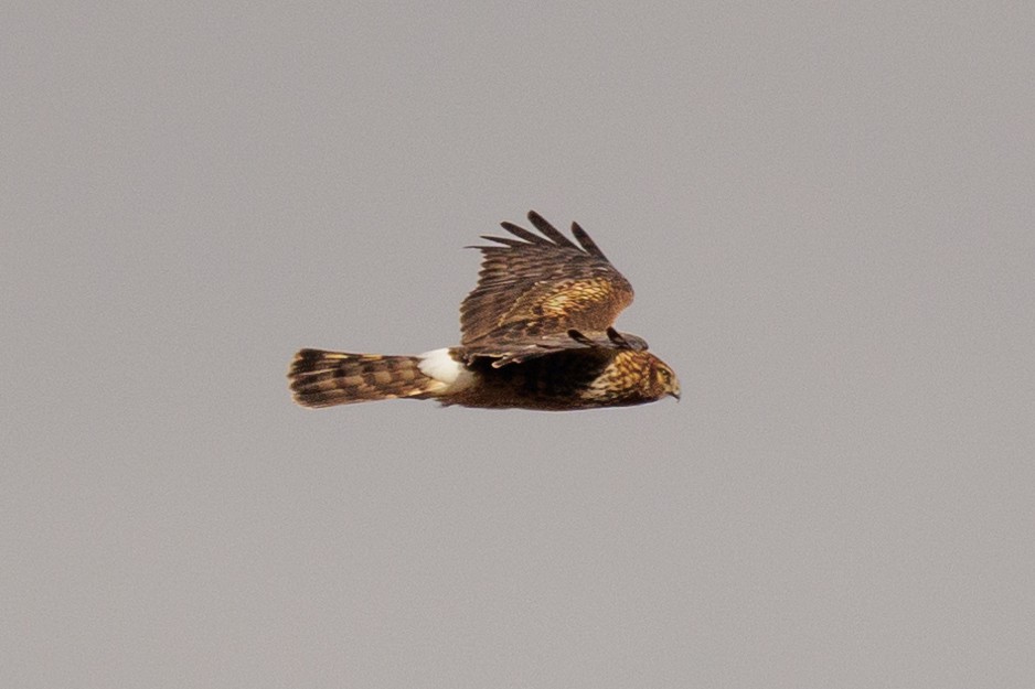 moták severoamerický - ML645992161