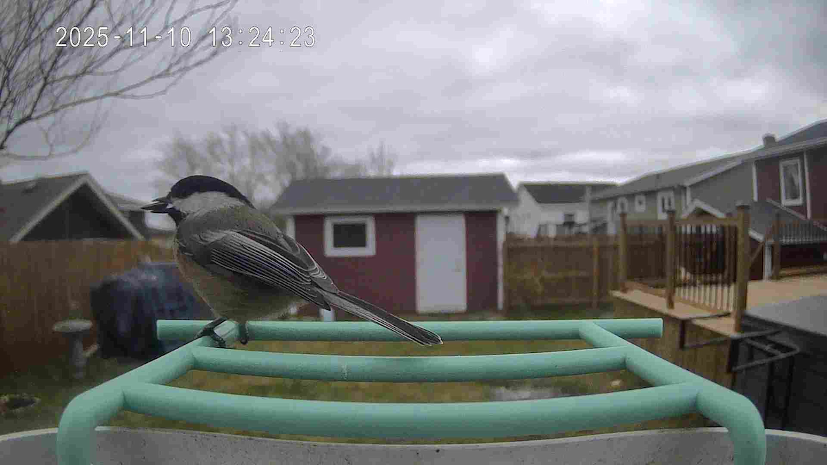 Black-capped Chickadee - ML645992163