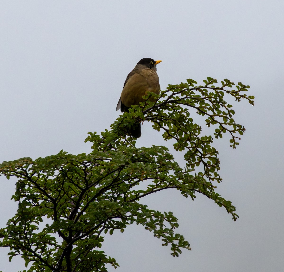 Austral Thrush - ML645992165