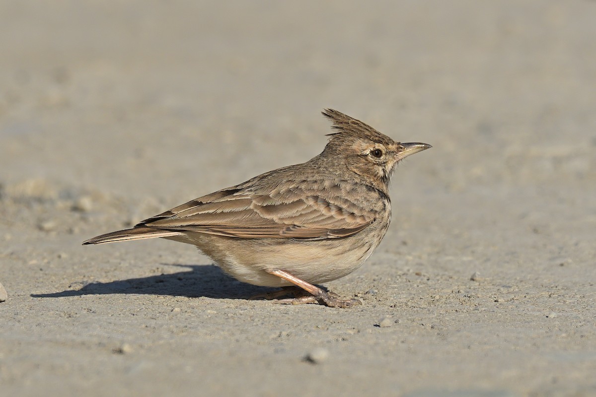 Crested Lark - ML645992166