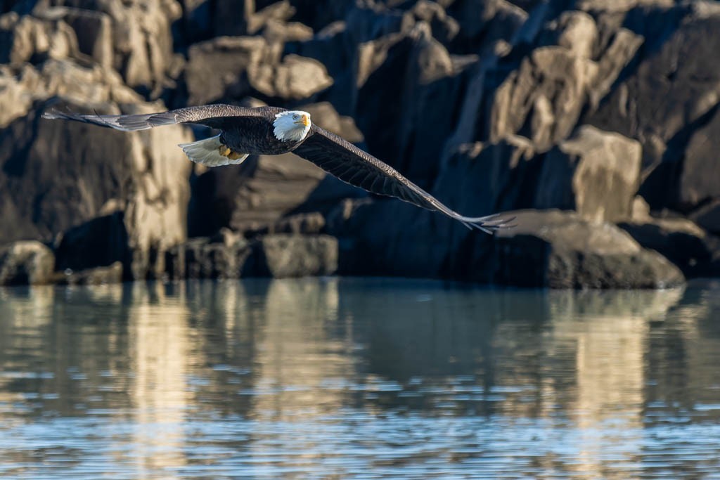 Bald Eagle - ML645992171