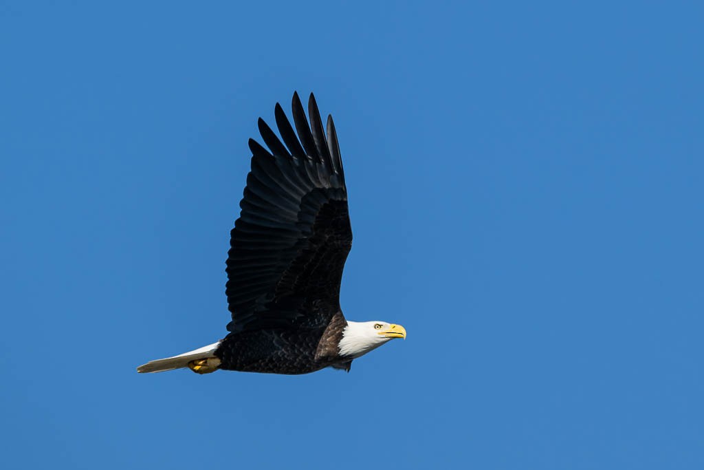 Bald Eagle - ML645992172