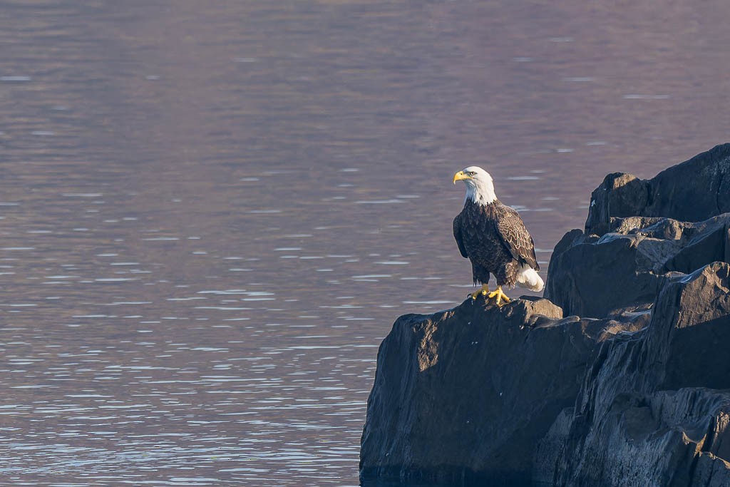 Bald Eagle - ML645992173