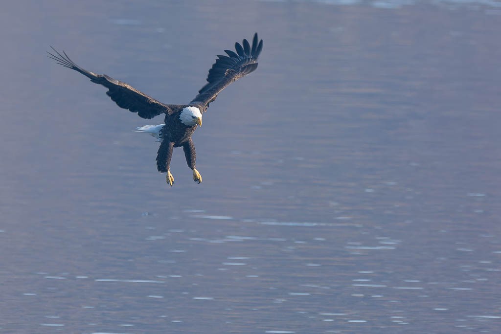 Bald Eagle - ML645992174